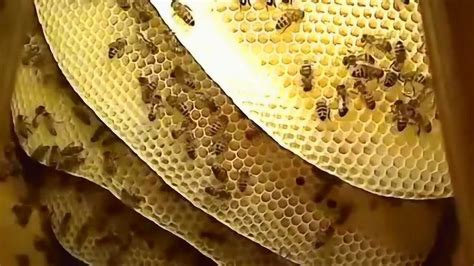 蜜蜂在家里筑巢怎么办